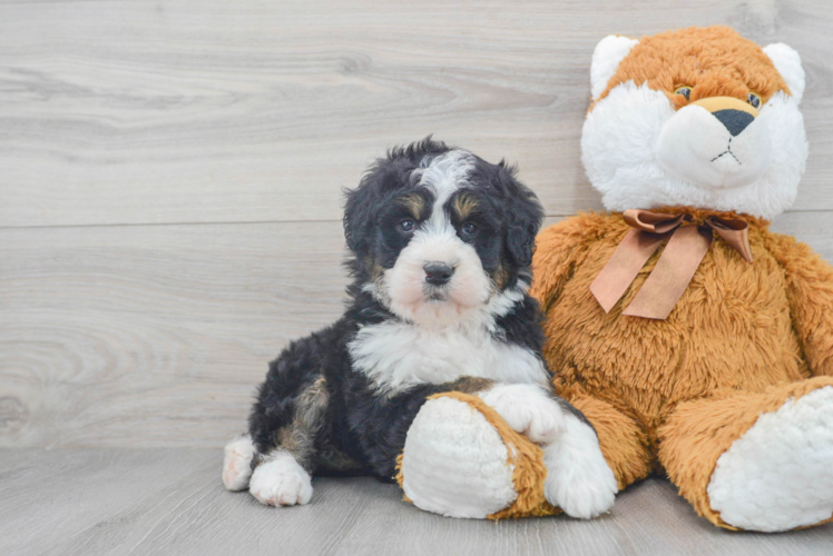 Meet Sasha - our Mini Bernedoodle Puppy Photo 1/3 - Puppy Love PR Best Mini Bernedoodle Baby