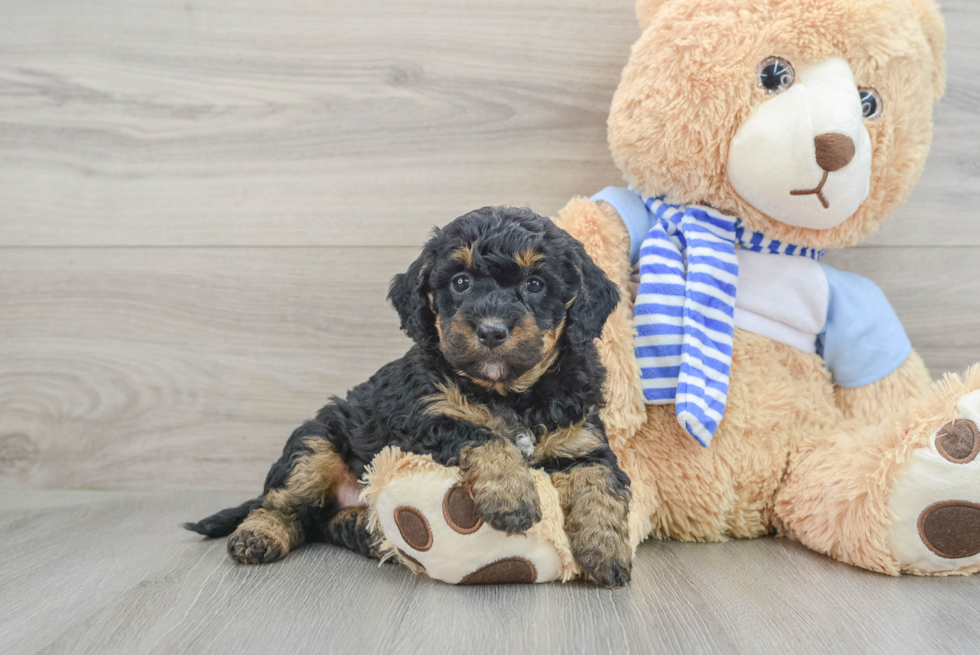 Mini Bernedoodle Pup Being Cute