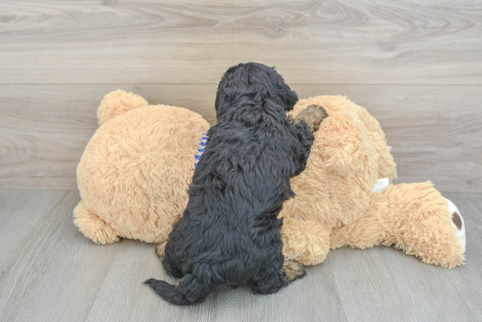 Sweet Mini Bernedoodle Baby