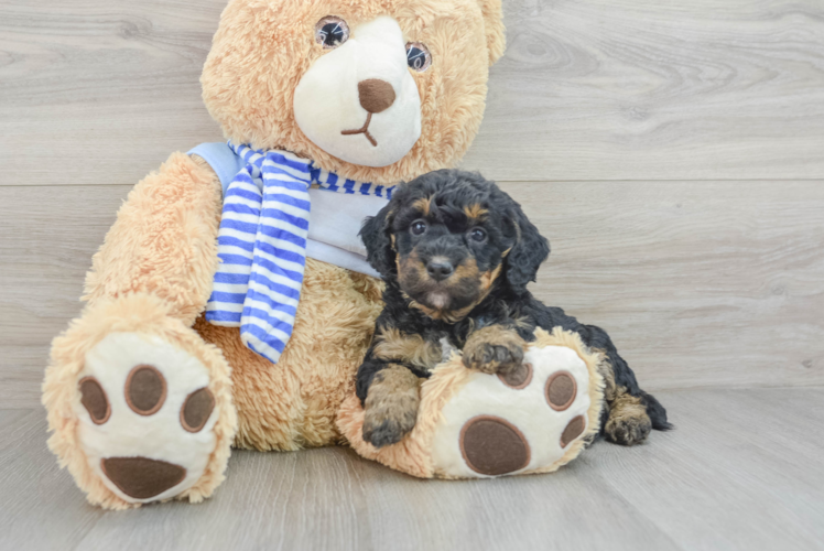 Mini Bernedoodle Puppy for Adoption