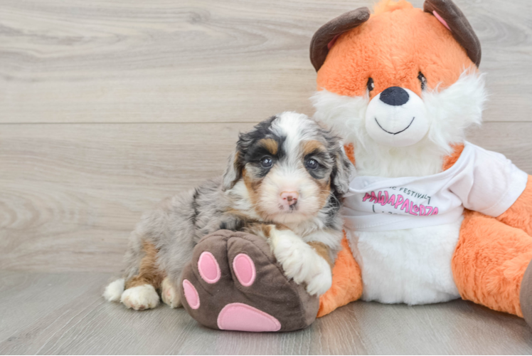 Hypoallergenic Mini Bernese Poodle Poodle Mix Puppy