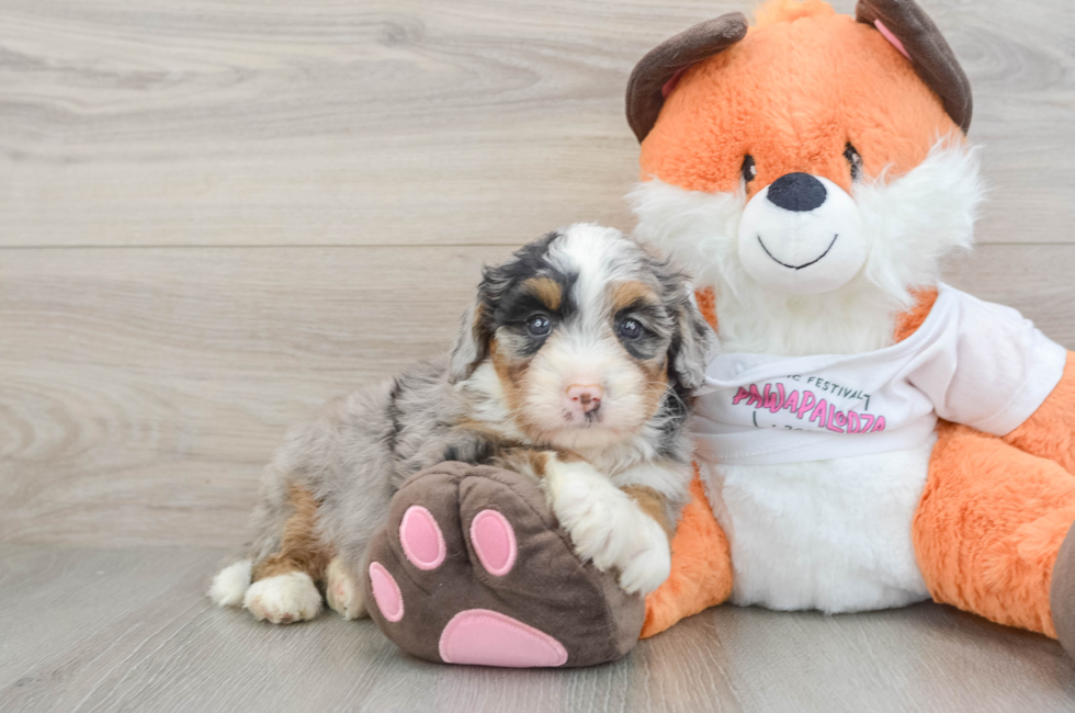 7 week old Mini Bernedoodle Puppy For Sale - Puppy Love PR