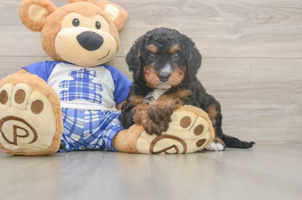 5 week old Mini Bernedoodle Puppy For Sale - Puppy Love PR