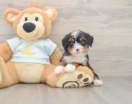 8 week old Mini Bernedoodle Puppy For Sale - Puppy Love PR