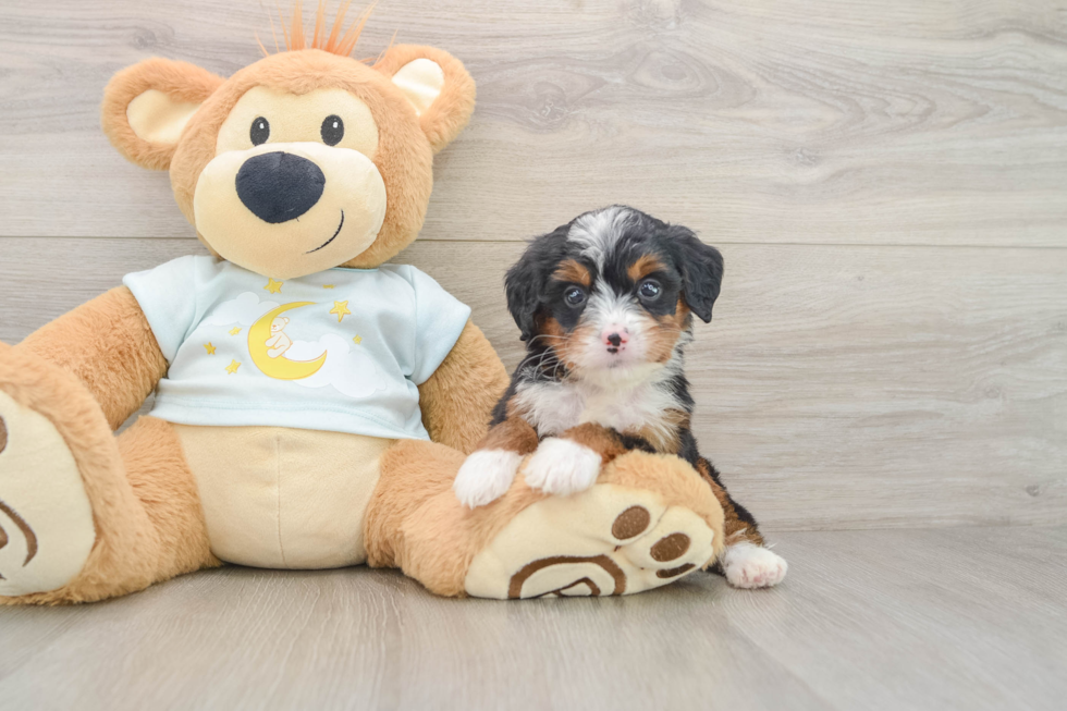 Petite Mini Bernedoodle Poodle Mix Pup