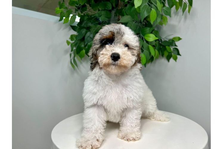 Cute Mini Bernedoodle Baby