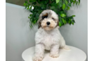 Cute Mini Bernedoodle Baby