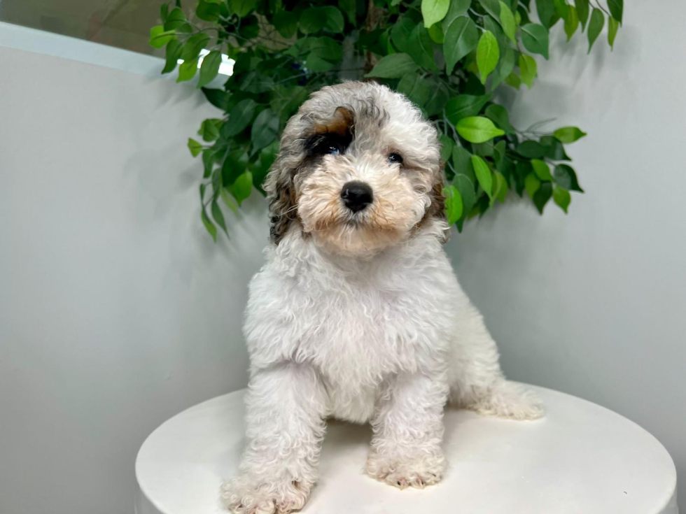 Cute Mini Bernedoodle Baby