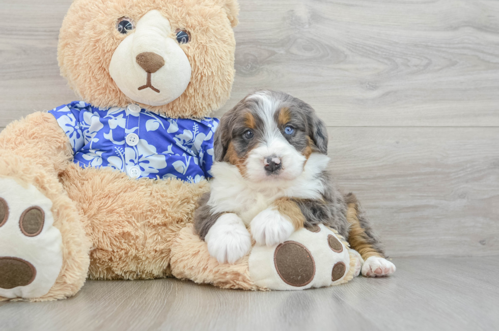 7 week old Mini Bernedoodle Puppy For Sale - Puppy Love PR