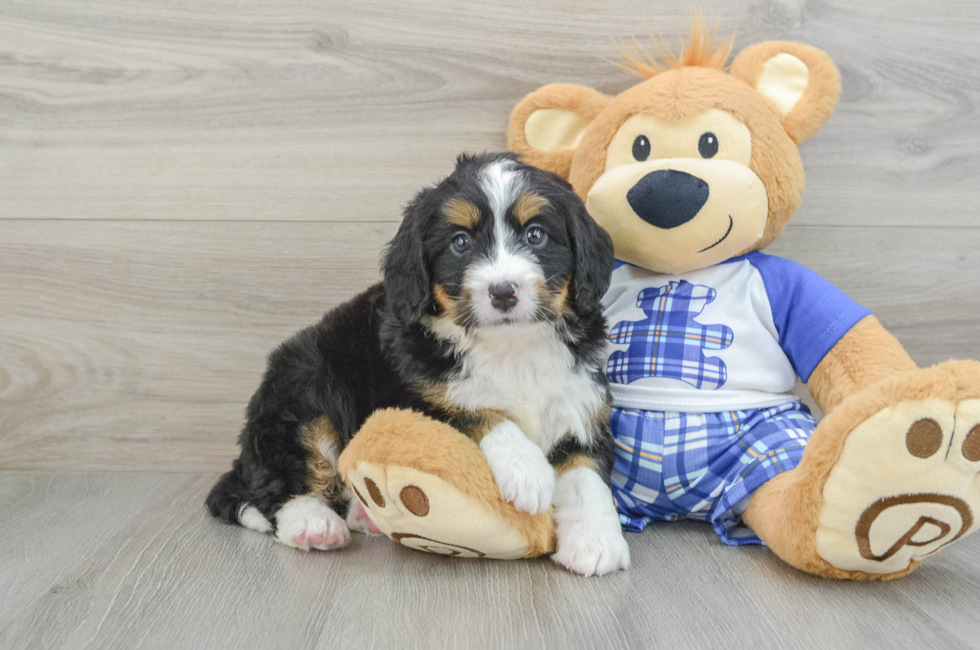 7 week old Mini Bernedoodle Puppy For Sale - Puppy Love PR