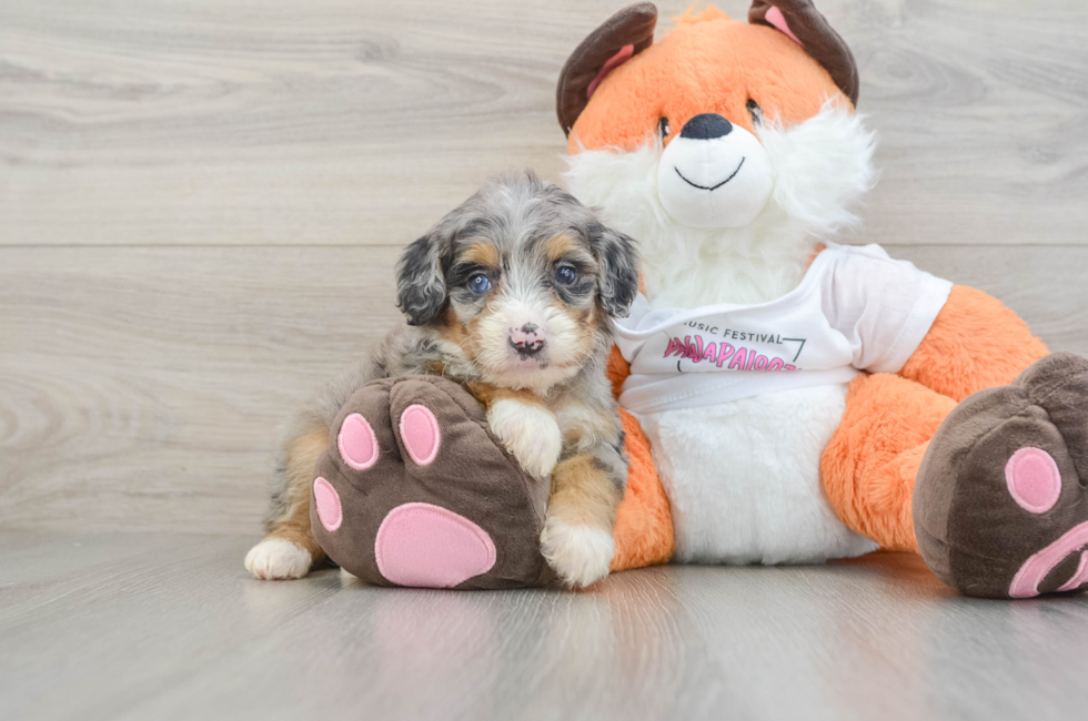 7 week old Mini Bernedoodle Puppy For Sale - Puppy Love PR