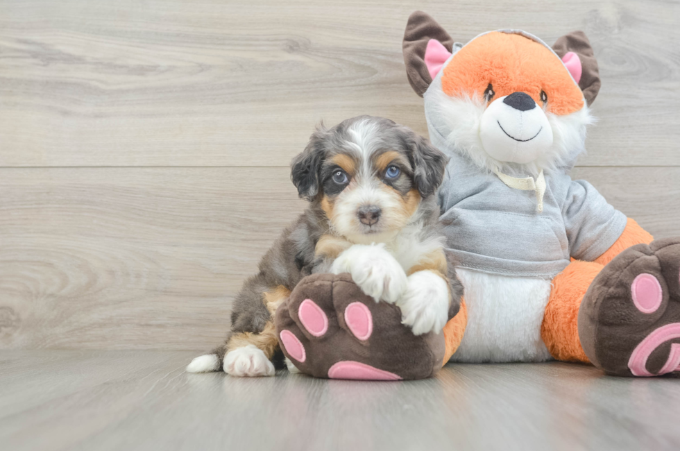 7 week old Mini Bernedoodle Puppy For Sale - Puppy Love PR