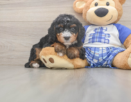 7 week old Mini Bernedoodle Puppy For Sale - Puppy Love PR