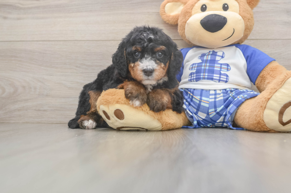 5 week old Mini Bernedoodle Puppy For Sale - Puppy Love PR