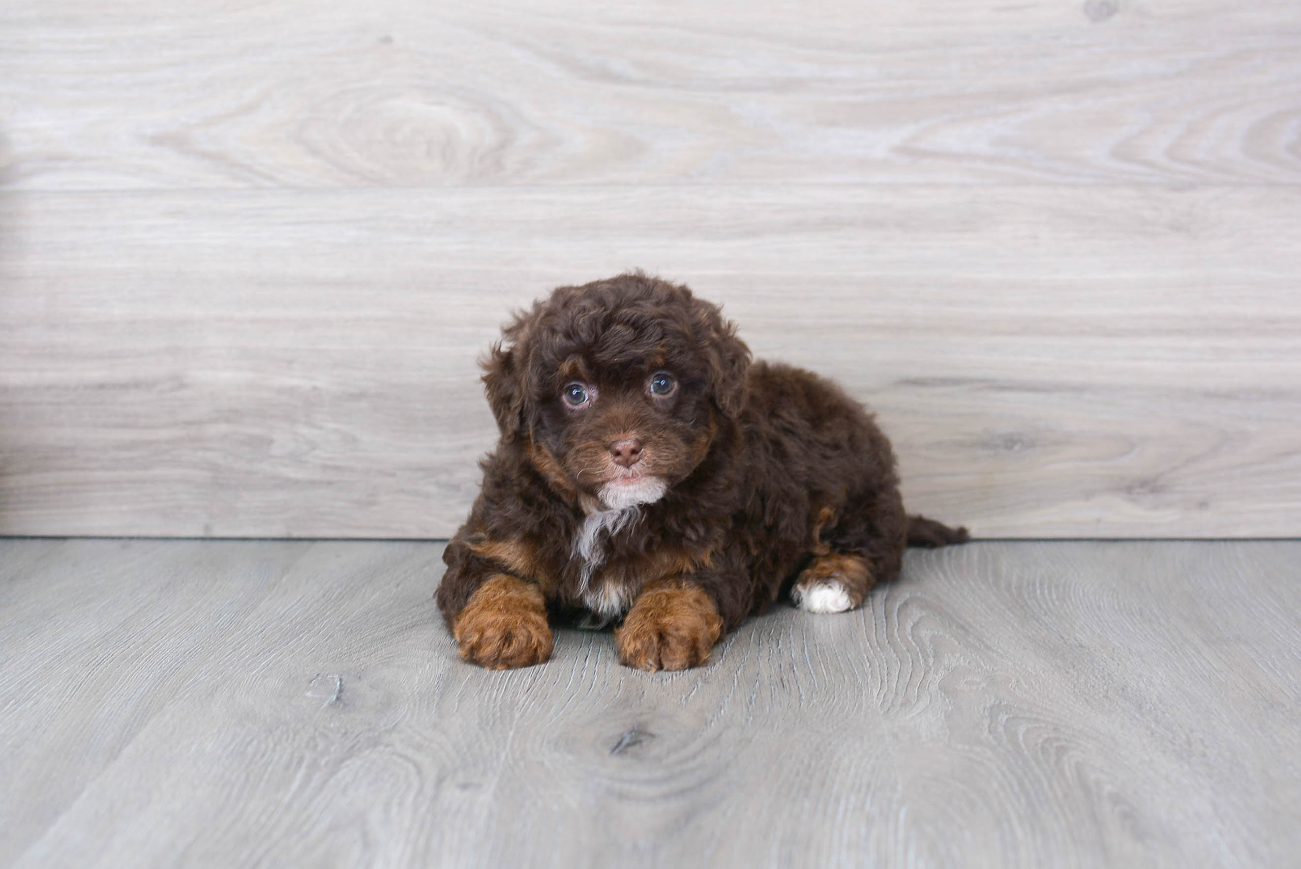 Cute Mini Bernedoodle Baby
