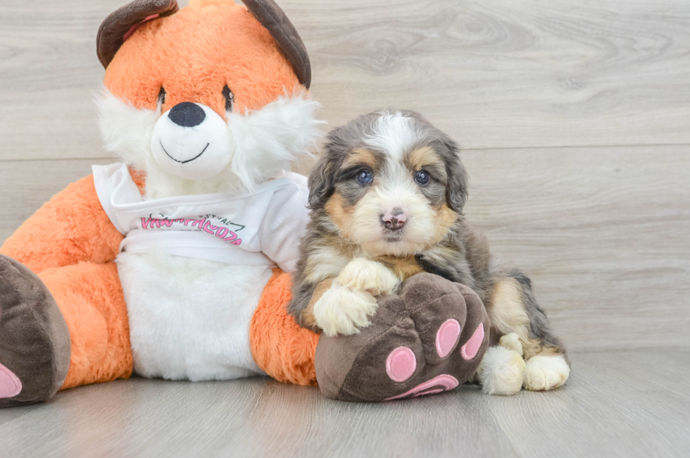 7 week old Mini Bernedoodle Puppy For Sale - Puppy Love PR