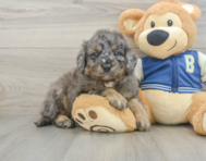 7 week old Mini Bernedoodle Puppy For Sale - Puppy Love PR
