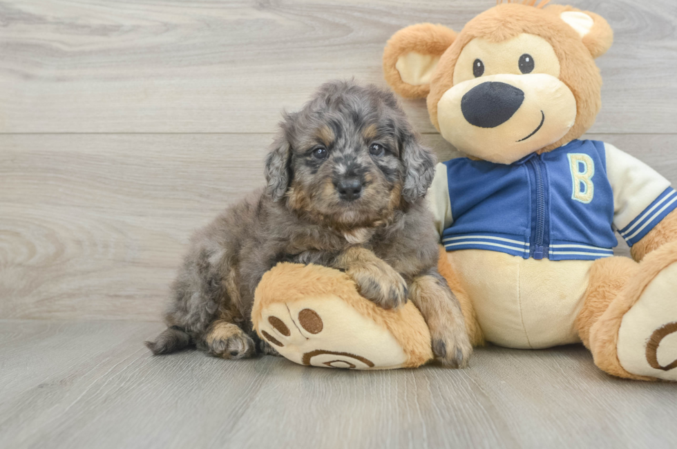 5 week old Mini Bernedoodle Puppy For Sale - Puppy Love PR