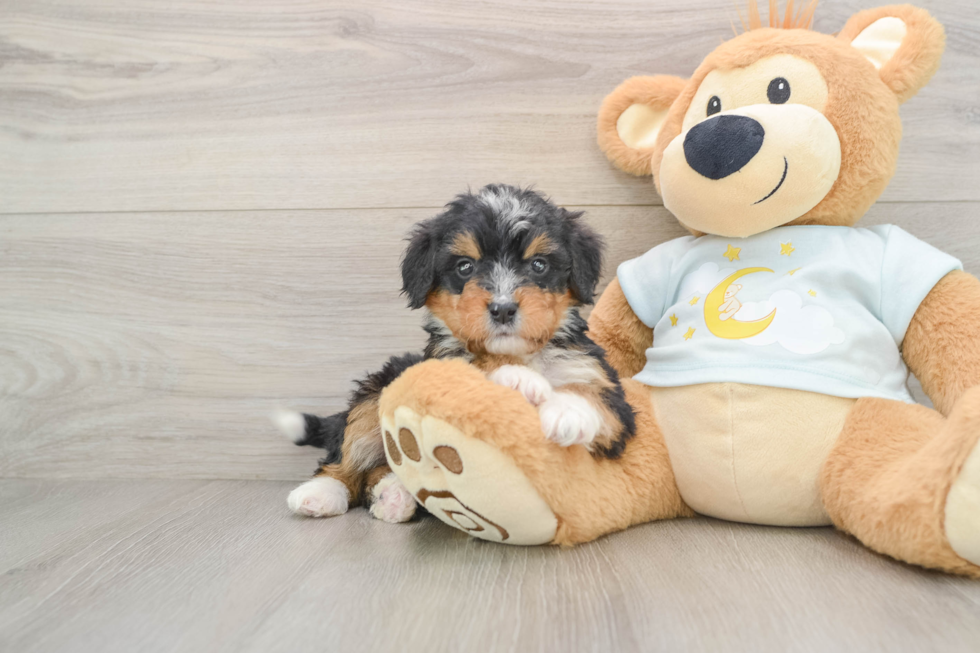 Happy Mini Bernedoodle Baby