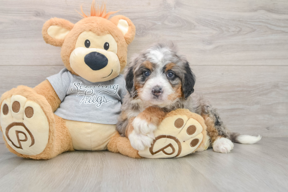 Cute Mini Bernedoodle Baby
