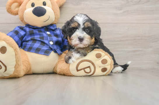 SERGEANT, a Mini Bernedoodle littermate
