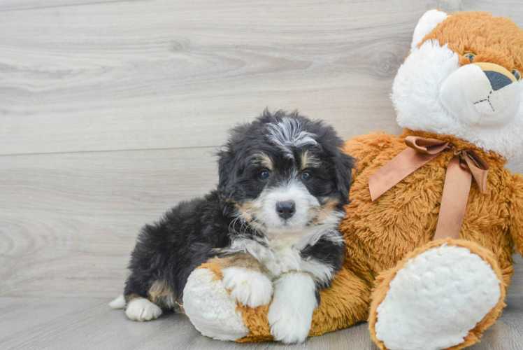 Meet Sergio - our Mini Bernedoodle Puppy Photo 1/3 - Puppy Love PR Best Mini Bernedoodle Baby