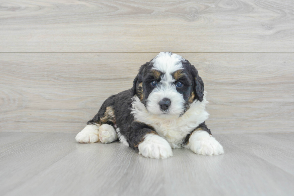 Best Mini Bernedoodle Baby