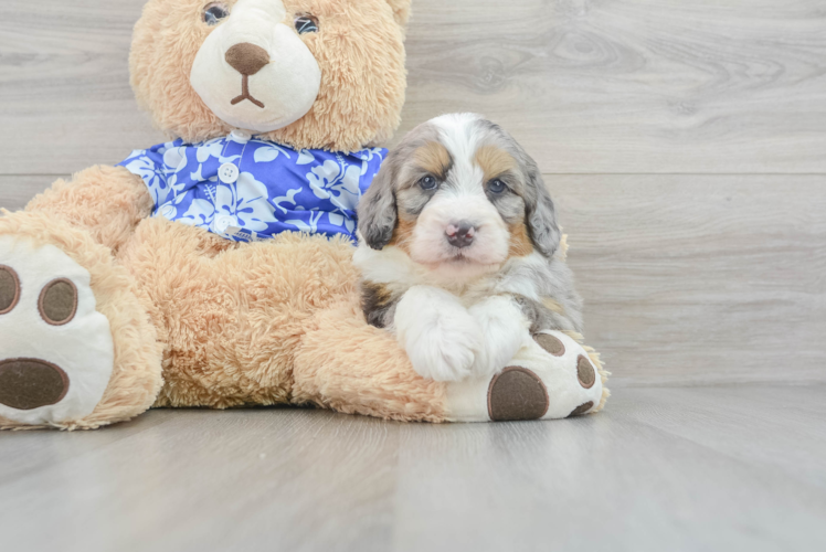 Meet Sergio - our Mini Bernedoodle Puppy Photo 1/3 - Puppy Love PR Sweet Mini Bernedoodle Baby