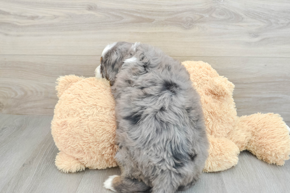 Mini Bernedoodle Puppy for Adoption