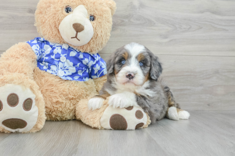 7 week old Mini Bernedoodle Puppy For Sale - Puppy Love PR