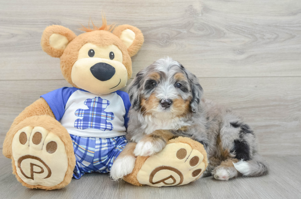 6 week old Mini Bernedoodle Puppy For Sale - Puppy Love PR