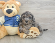 7 week old Mini Bernedoodle Puppy For Sale - Puppy Love PR