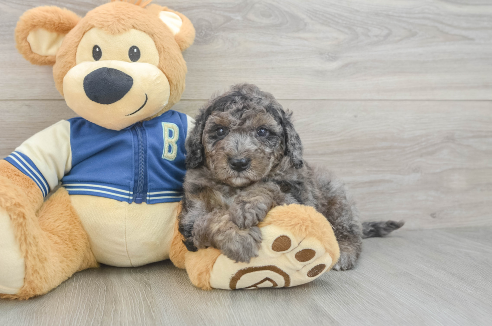 5 week old Mini Bernedoodle Puppy For Sale - Puppy Love PR
