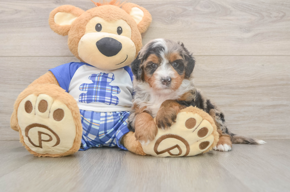 5 week old Mini Bernedoodle Puppy For Sale - Puppy Love PR