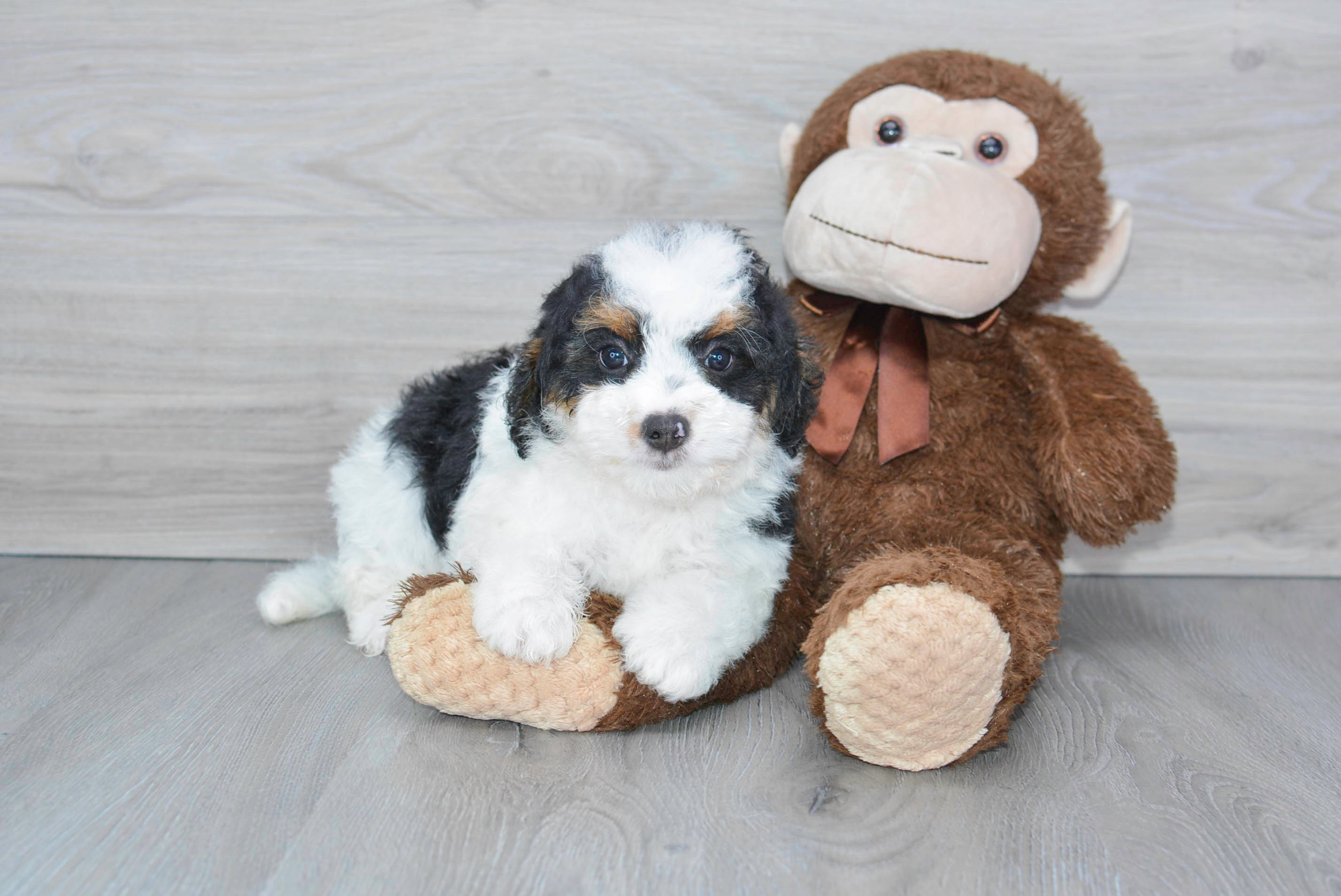 Best Mini Bernedoodle Baby