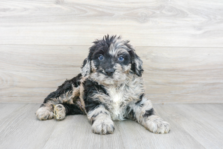 Cute Mini Bernedoodle Baby