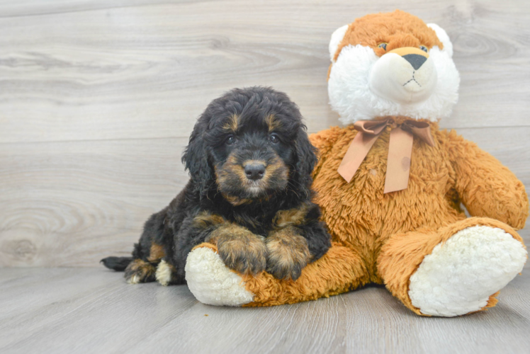 Cute Mini Bernedoodle Baby