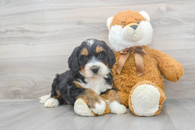 Fluffy Mini Bernedoodle Poodle Mix Pup