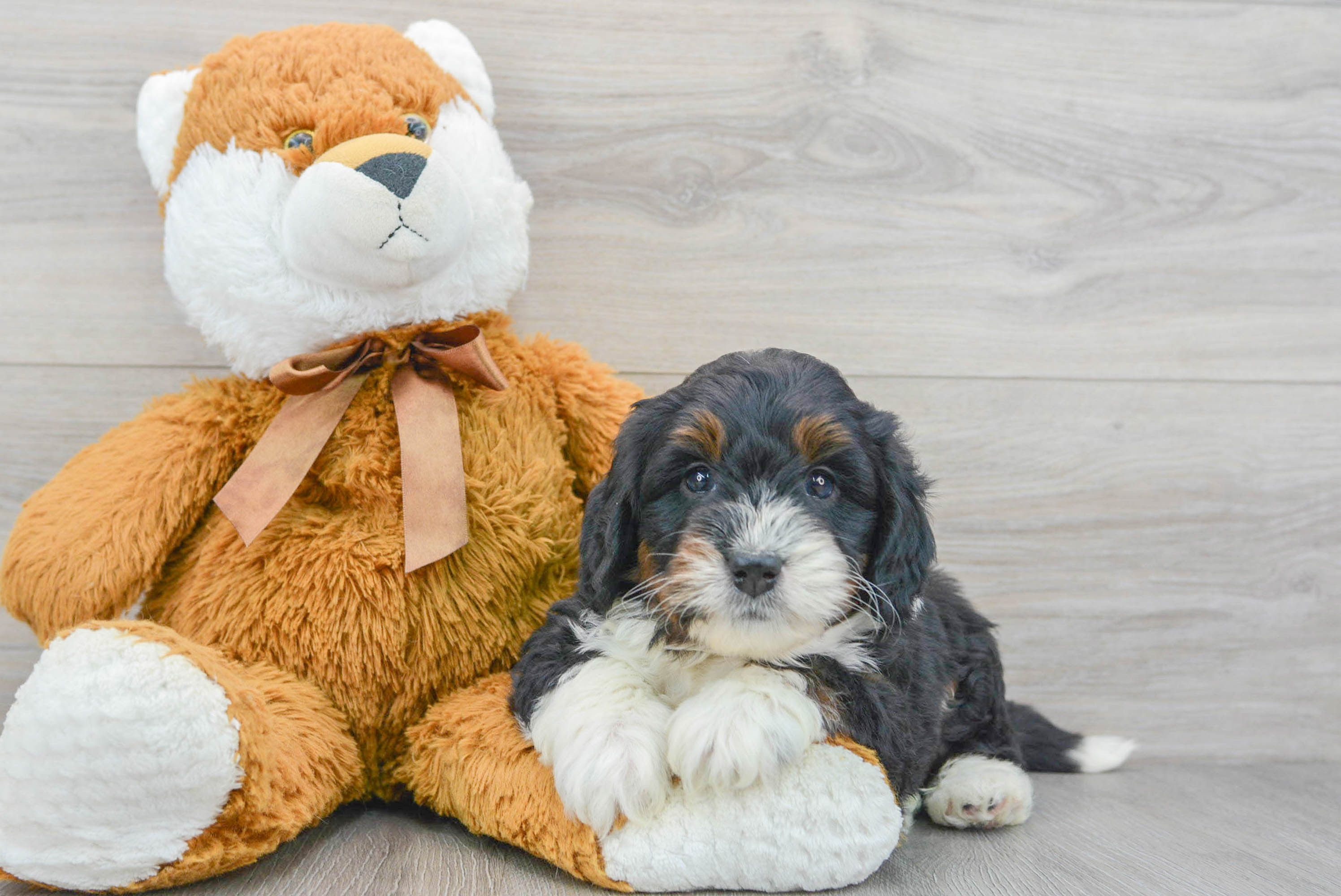 Small Mini Bernedoodle Baby