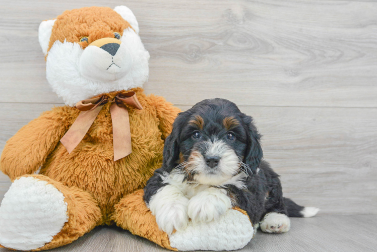 Meet Sergio - our Mini Bernedoodle Puppy Photo 1/3 - Puppy Love PR Small Mini Bernedoodle Baby