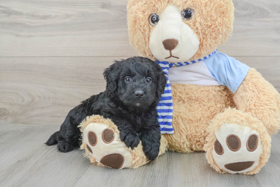 Funny Mini Bernedoodle Poodle Mix Pup