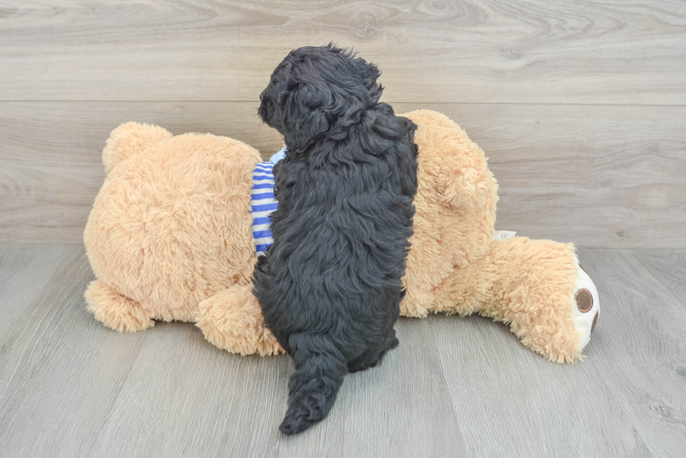 Small Mini Bernedoodle Baby
