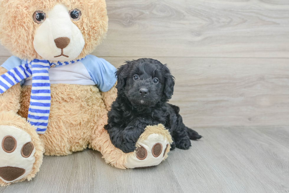 Sweet Mini Bernedoodle Baby