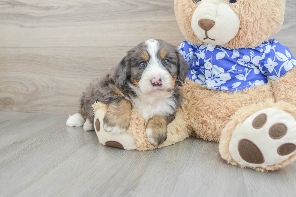 Mini Bernedoodle Puppy for Adoption