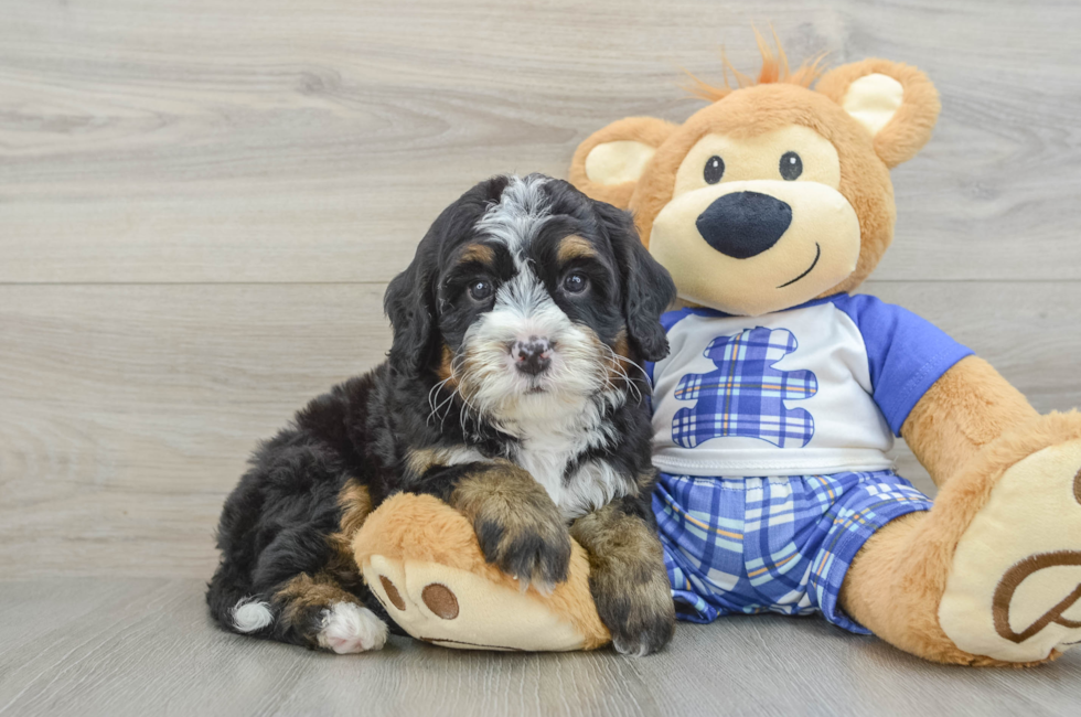 6 week old Mini Bernedoodle Puppy For Sale - Puppy Love PR