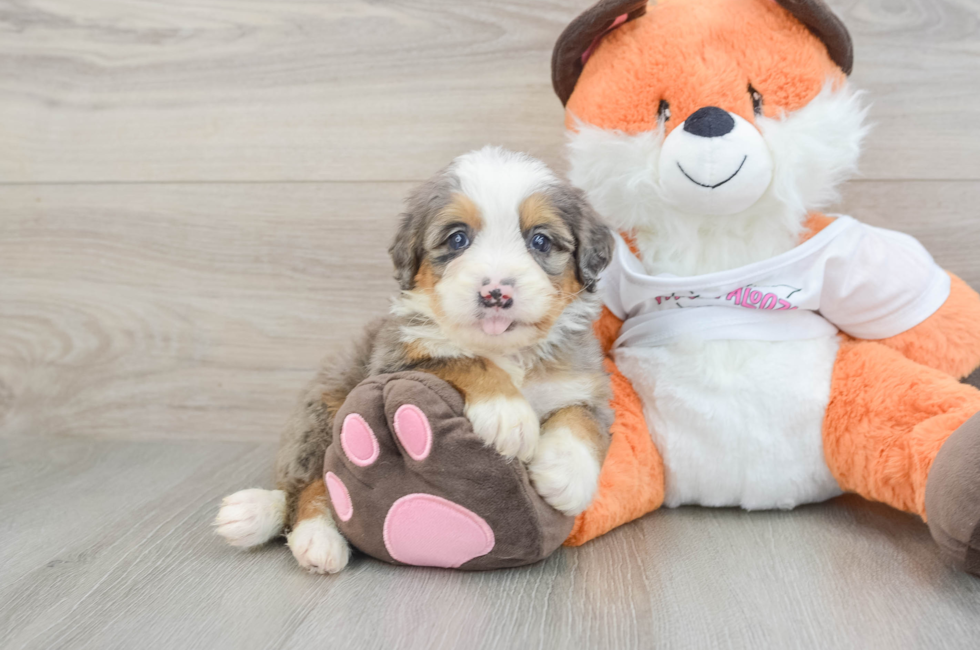 7 week old Mini Bernedoodle Puppy For Sale - Puppy Love PR