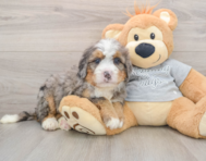 7 week old Mini Bernedoodle Puppy For Sale - Puppy Love PR