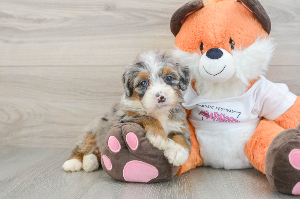7 week old Mini Bernedoodle Puppy For Sale - Puppy Love PR