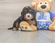 7 week old Mini Bernedoodle Puppy For Sale - Puppy Love PR