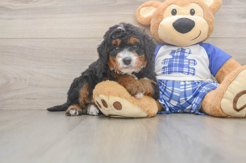 5 week old Mini Bernedoodle Puppy For Sale - Puppy Love PR